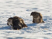 Buteo buteo 201, Buizerd, Saxifraga-Mark Zekhuis