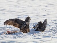 Buteo buteo 207, Buizerd, Saxifraga-Mark Zekhuis