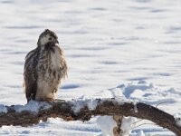 Buteo buteo 218, Buizerd, Saxifraga-Mark Zekhuis