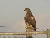 Buteo buteo 36, Buizerd, Saxifraga-Martin Mollet