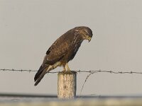 Buteo buteo 38, Buizerd, Saxifraga-Martin Mollet