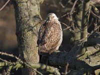 Buteo buteo 4, Buizerd, Saxifraga-Martin Mollet