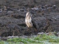 Buteo buteo 40, Buizerd, Saxifraga-Martin Mollet