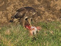 Buteo buteo 42, Buizerd, Saxifraga-Martin Mollet