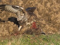Buteo buteo 48, Buizerd, Saxifraga-Martin Mollet