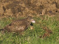 Buteo buteo 53, Buizerd, Saxifraga-Martin Mollet