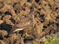 Buteo buteo 57, Buizerd, Saxifraga-Martin Mollet