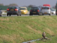Buteo buteo 60, Buizerd, Saxifraga-Martin Mollet