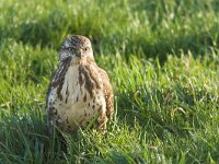 Buteo buteo 62, Buizerd, Saxifraga-Martin Mollet