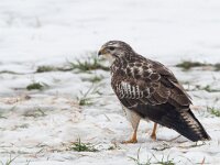 Buteo buteo 67, Buizerd, Saxifraga-Mark Zekhuis