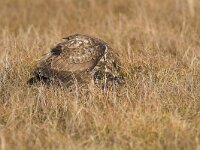 Buteo buteo 71, Buizerd, Saxifraga-Martin Mollet