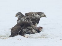 Buteo buteo 80, Buizerd, Saxifraga-Mark Zekhuis