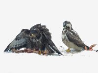 Buteo buteo 81, Buizerd, Saxifraga-Mark Zekhuis