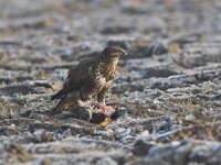 Buteo buteo 84, Buizerd, Saxifraga-Martin Mollet