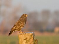 Buteo buteo 88, Buizerd, Saxifraga-Jan Nijendijk