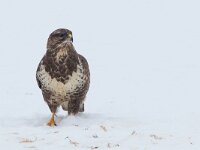 Buteo buteo 90, Buizerd, Saxifraga-Mark Zekhuis