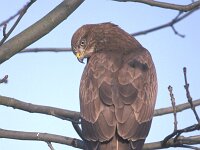 Buteo buteo 94, Buizerd, Saxifraga-Piet Munsterman