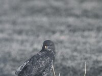 Buteo buteo 95, Buizerd, Saxifraga-Piet Munsterman