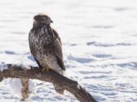 Buteo buteo 98, Buizerd, Saxifraga-Mark Zekhuis