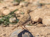 Calandrella brachydactyla 5, Kortteenleeuwerik, Saxifraga-Bart Heijne