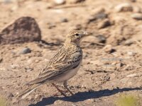 Calandrella brachydactyla 6, Kortteenleeuwerik, Saxifraga-Bart Heijne