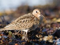 Calidris alpina 11, Bonte strandloper, Saxifraga-Mark Zekhuis