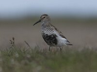 Calidris alpina 15, Bonte strandloper, Saxifraga-Peter Stein