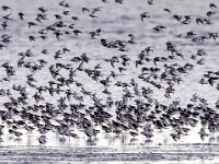 Calidris alpina 27, Bonte strandloper, Saxifraga-Bart Vastenhouw