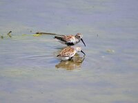 Calidris alpina 30, Bonte strandloper, Saxifraga-Tom Heijnen