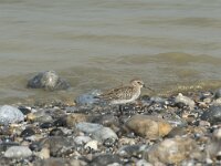 Calidris alpina 33, Bonte strandloper, Saxifraga-Willem van Kruijsbergen