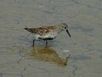 Calidris alpina 5, Bonte strandloper, Saxifraga-Jan van der Straaten