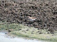 Calidris minuta 12, Kleine strandloper, Saxifraga-Dirk Hilbers