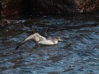 Calonectris borealis 2, Kuhls pijlstormvogel, Saxifraga-Mark Zekhuis