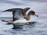 Calonectris borealis 7, Kuhls pijlstormvogel, Saxifraga-Bart Vastenhouw