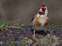 Carduelis carduelis 18, Putter, Saxifraga-Mark Zekhuis