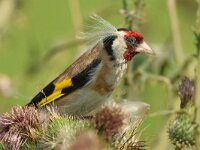 Carduelis carduelis 57, Putter, Saxifraga-Mark Zekhuis