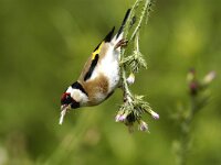 Carduelis carduelis 8, Putter, Saxifraga-Piet Munsterman