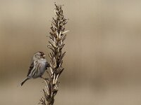 Carduelis flammea 12, Barmsijs, Saxifraga-Mark Zekhuis