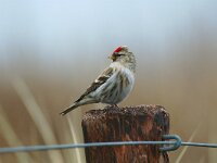 Carduelis flammea 3, Barmsijs, Saxifraga-Piet Munsterman