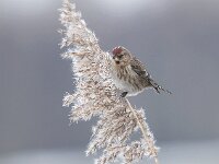 Carduelis flammea, 15, Barmsijs, Saxifraga-Luuk Vermeer