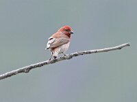 Carpodacus erythrinus 4, Roodmus, Saxifraga-Tom Heijnen