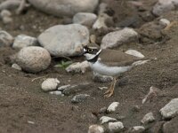 Charadrius dubius 10, Kleine plevier, Saxifraga-Luc Hoogenstein