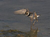 Charadrius dubius 12, Kleine plevier, Saxifraga-Luc Hoogenstein