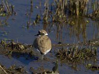 Charadrius dubius 17, Kleine plevier, Saxifraga-Jan Nijendijk