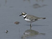 Charadrius dubius 2, Kleine plevier, Saxifraga-Arie de Knijff
