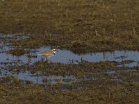 Charadrius dubius 20, Kleine plevier, Saxifraga-Jan Nijendijk