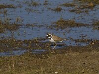 Charadrius dubius 21, Kleine plevier, Saxifraga-Jan Nijendijk