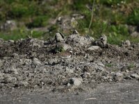 Charadrius dubius 22, Kleine Plevier, Saxifraga-Peter Meininger