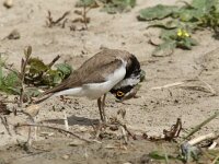 Charadrius dubius 23, Kleine plevier, Saxifraga-Henk Baptist
