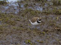 Charadrius dubius 26, Kleine plevier, Saxifraga-Jan Nijendijk